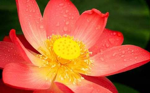 我愛(ài)荷花作文