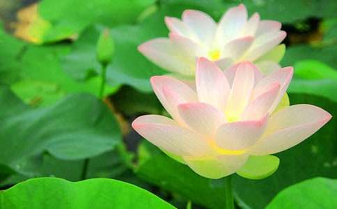 優(yōu)美的荷花詩句