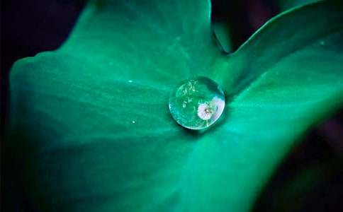 心中的荷葉作文