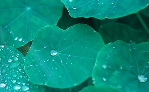 聽課反思《真想變成大大的荷葉》