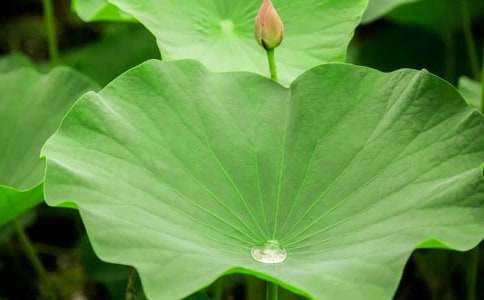 《荷葉圓圓》教學(xué)設(shè)計(jì)