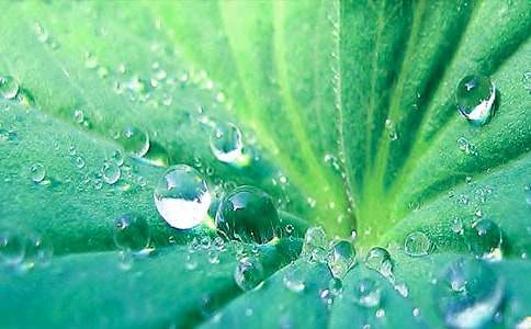 《荷葉圓圓》教學(xué)設(shè)計(jì)范文