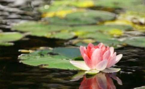 ��ƽ������