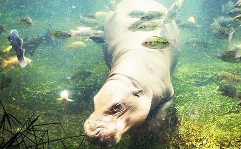 《大嘴巴河馬》讀后感