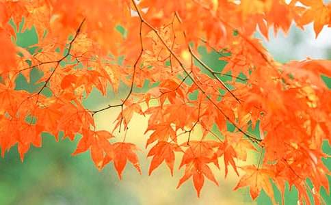 �ձ��P�|�＾�p�t�~���ι���