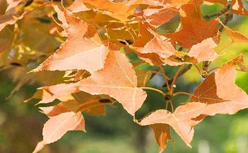 ��Ƭ��������ļt�~����