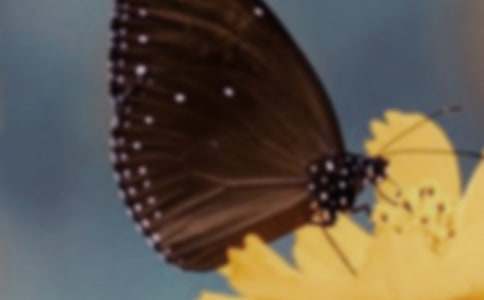 �����á�������������ƪ