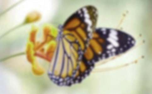 毛毛蟲變蝴蝶作文