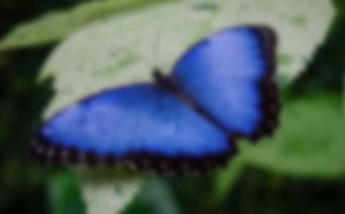 小蟲子螞蟻和蝴蝶的作文