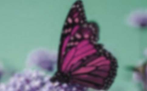 ���õ��茑�������İ�ƪ