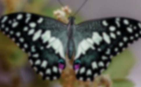 蝴蝶優(yōu)秀作文