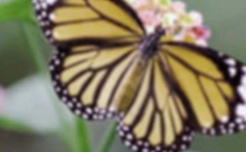 �����T�������Ć�ʾ����14ƪ