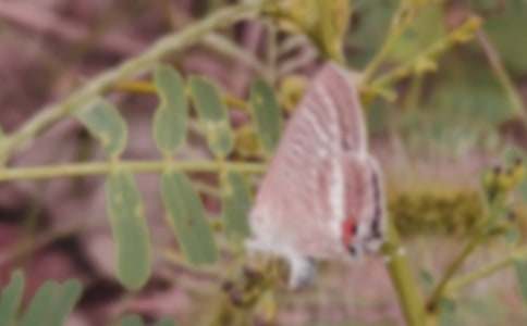 蝴蝶的翅膀作文