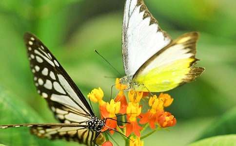 ���P�����Ġ�������