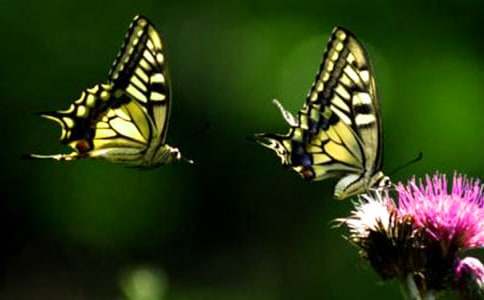 ���������ĺϼ���ƪ