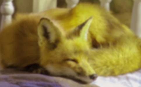 狐貍和烏鴉作文(精選46篇)