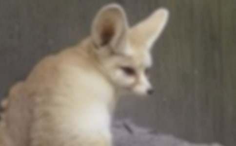 狐貍和烏鴉童話作文