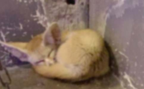 《了不起的狐貍爸爸》讀后感_初中讀后感