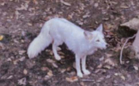 狐貍和烏鴉作文