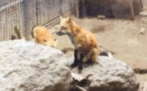 老虎和狐貍作文