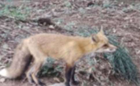 С��؂�ĕ����x���Ư���ĕ���