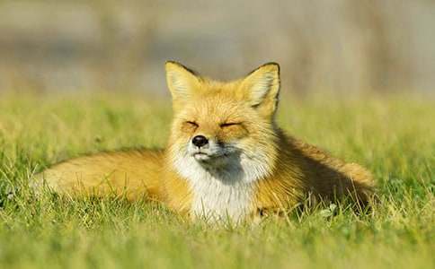 烏鴉和狐貍作文(必備)