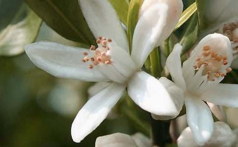 鳥是樹的花朵教學(xué)設(shè)計(jì)