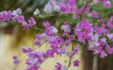 我不是脆弱的花朵作文