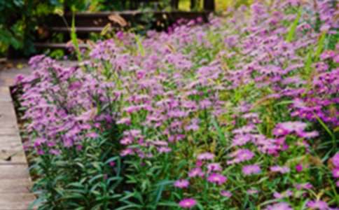 j巨人的花園教學(xué)設(shè)計