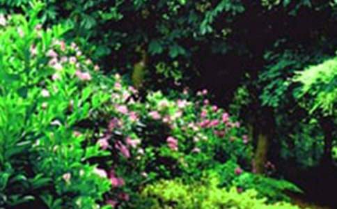 《巨人的花園》教學(xué)設(shè)計(jì)