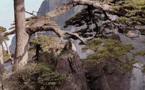 (精華)寫黃山的作文15篇