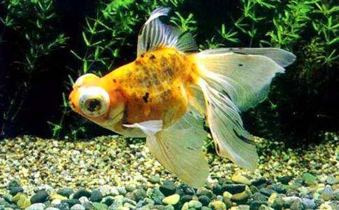 關(guān)于金魚的作文大全(27篇)