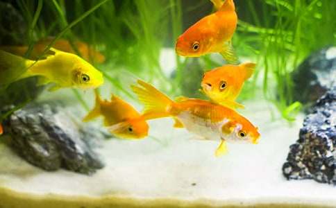 我喜歡的寵物小金魚作文