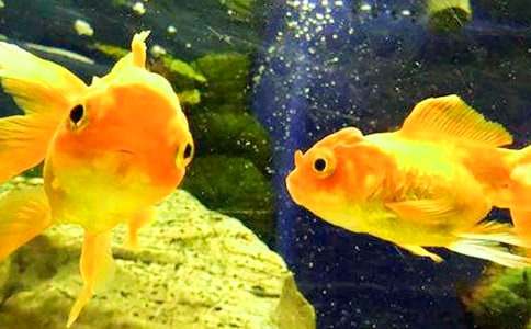 金魚觀察作文(匯編15篇)