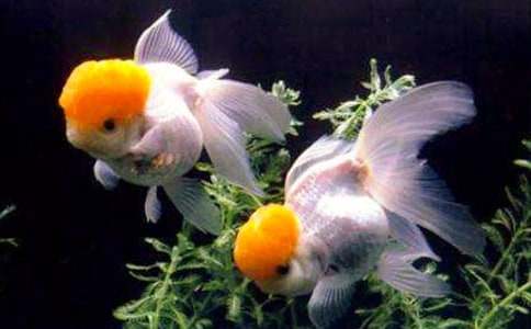 觀察小金魚作文