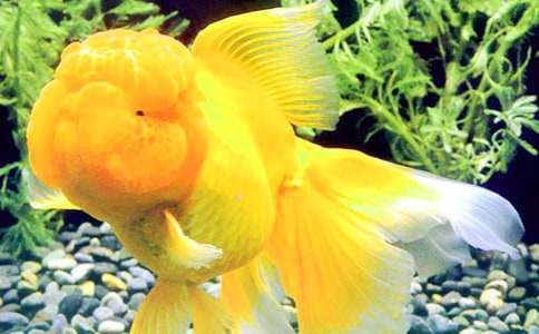 我家的金魚(yú)作文