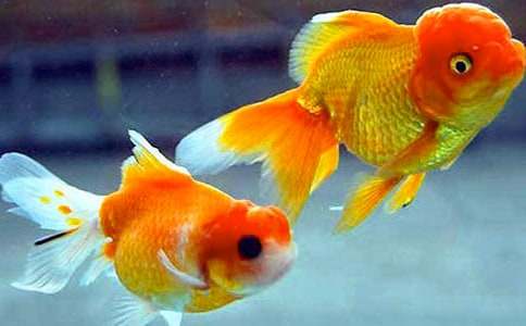 [��(y��u)��]�Ҽҵ�С���~(y��)����