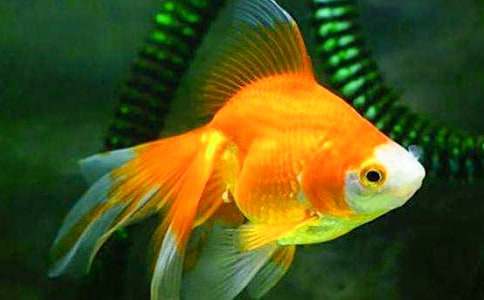 (精選)我家的小金魚作文