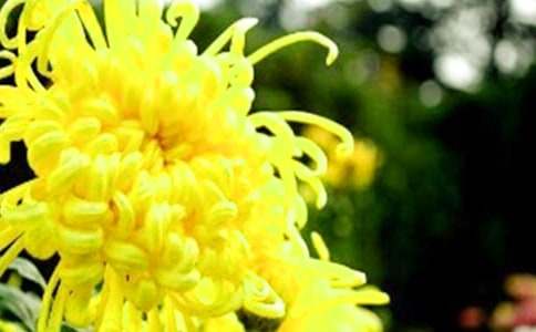 精選菊花的作文匯總6篇