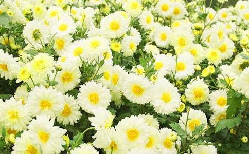 關(guān)于菊花的作文