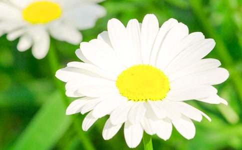 關(guān)于菊花作文