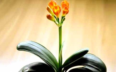 �����m�~�Ӱl(f��)�S��ô�k