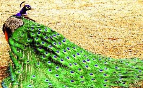 《金孔雀輕輕跳》教學(xué)設(shè)計(jì)