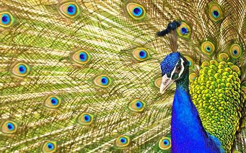 ��ȸ������