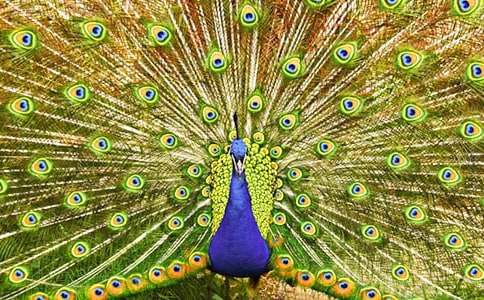 驕傲的孔雀作文15篇(熱門)