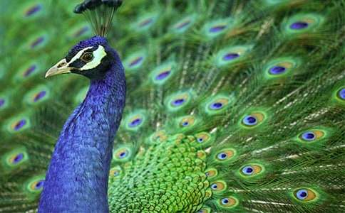 我的寵物—孔雀魚作文