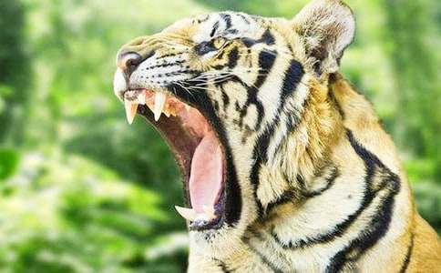 老虎的作文15篇(薦)