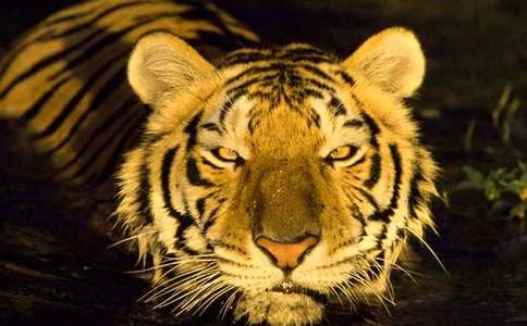 《小老虎歷險(xiǎn)記》讀后感(精選24篇)