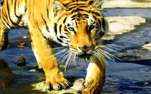 �ϻ�������