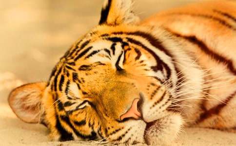 我家的小老虎作文